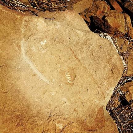 marine fossil in rock