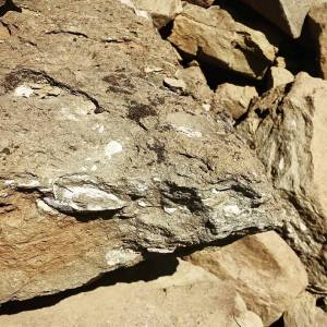 mollusk shell in rock